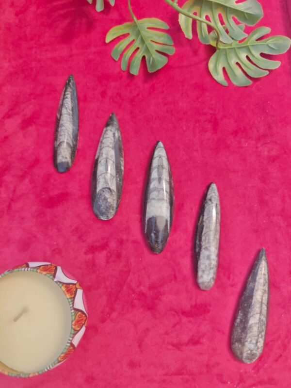 Orthoceras Fossil Stone